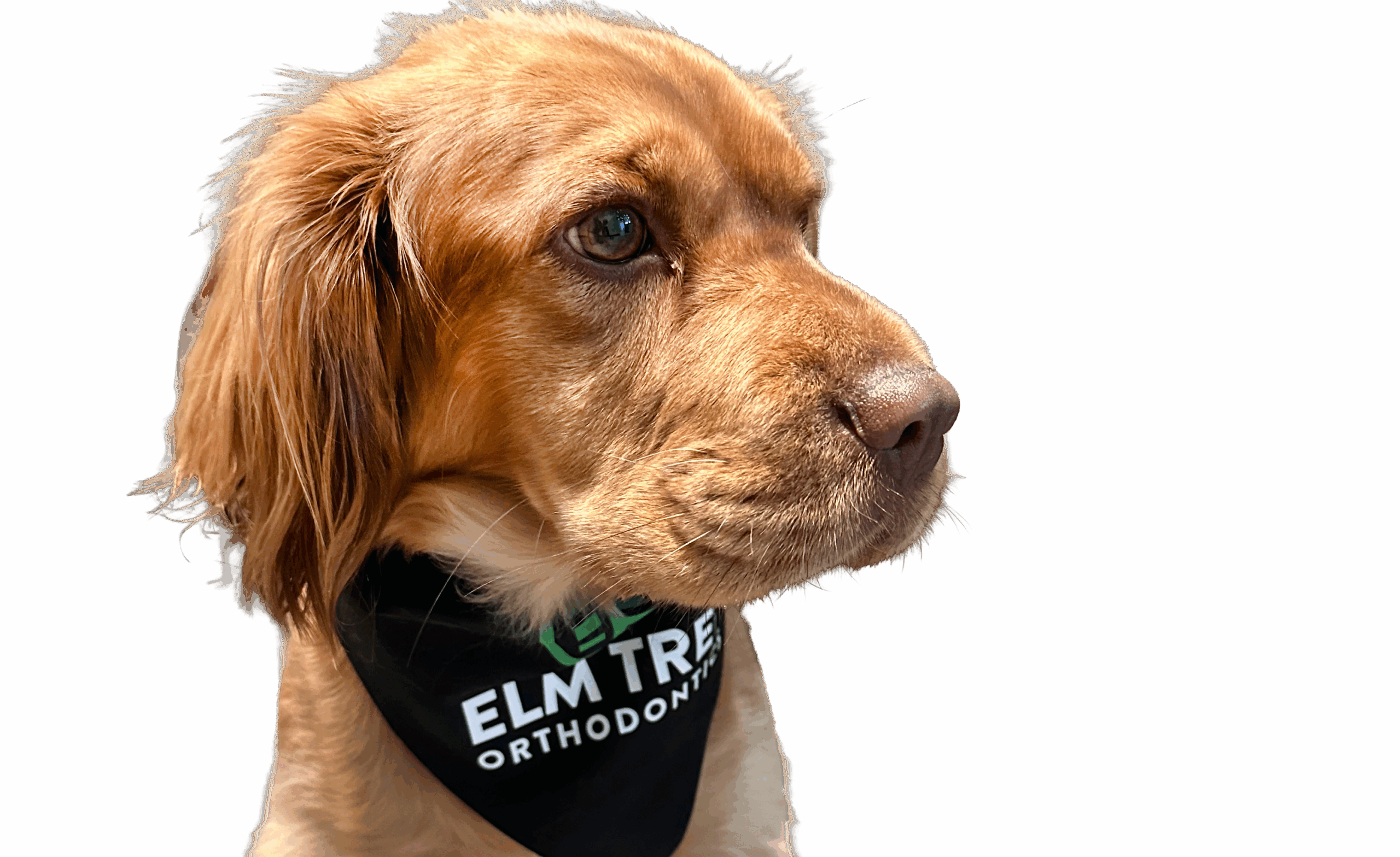 Meet Elm Tree Orthodontics’ Newest and Fuzziest Team Member